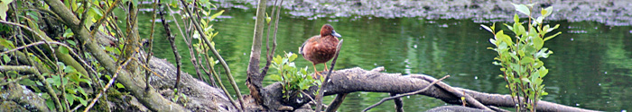 Cinnamon Teal at Montlake Fill